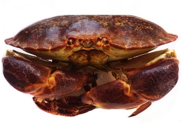 面包蟹孕婦可以吃嗎？孕婦可以吃面包蟹嗎？