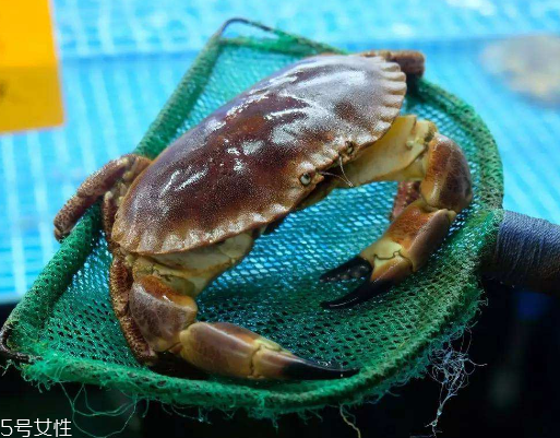 面包蟹孕婦可以吃嗎？孕婦可以吃面包蟹嗎？