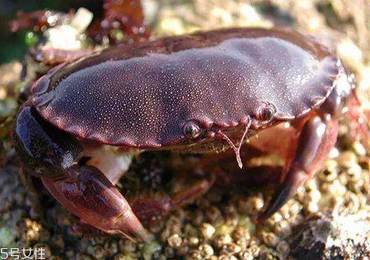 面包蟹孕婦可以吃嗎？孕婦可以吃面包蟹嗎？