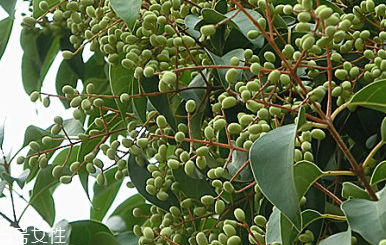 女貞子是什么？什么是女貞子？