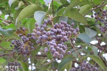 女貞子是什么？什么是女貞子？