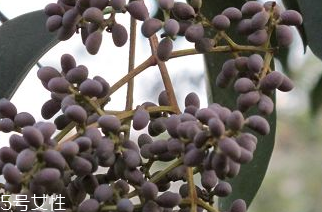 女貞子是什么？什么是女貞子？