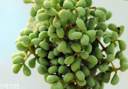 女貞子是藥物嗎？女貞子是做什么的？