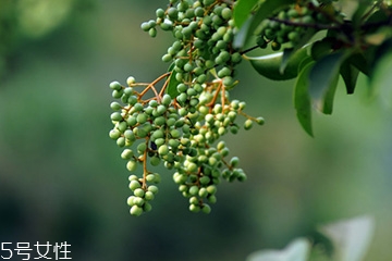 女貞子是藥物嗎？女貞子是做什么的？