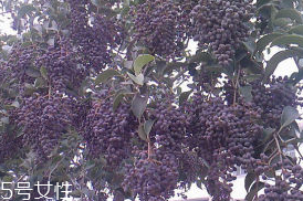 女貞子對(duì)孕婦有什么效果？孕婦能吃女貞子嗎？