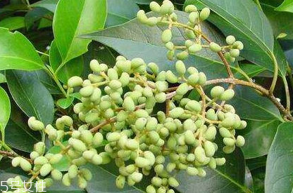 女貞子對(duì)孕婦有什么效果？孕婦能吃女貞子嗎？