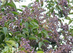 女貞子能和決明子一次吃嗎？女貞子和桑葚一起煮會怎樣？