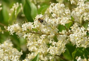 女貞子能和決明子一次吃嗎？女貞子和桑葚一起煮會怎樣？