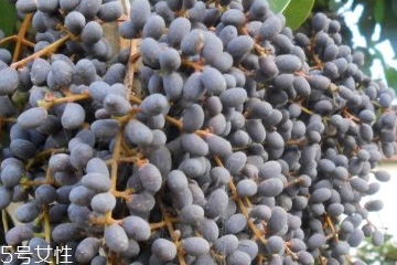 女貞子能和決明子一次吃嗎？女貞子和桑葚一起煮會怎樣？