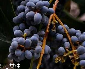 女貞子能和旱蓮草一起吃嗎？女貞子和旱蓮草的用量