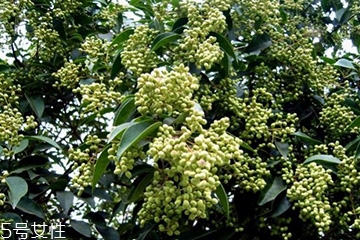 女貞子能和旱蓮草一起吃嗎？女貞子和旱蓮草的用量