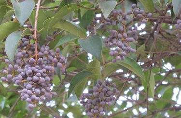 女貞子的吃法 女貞子怎么吃？