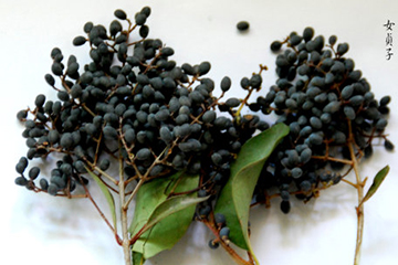 女貞子的吃法 女貞子怎么吃？
