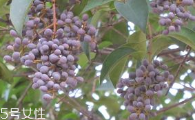 女貞子的成分 女貞子的藥理作用 女貞子的成分 女貞子的藥理作用