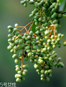 女貞子的成分 女貞子的藥理作用 女貞子的成分 女貞子的藥理作用