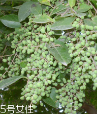 女貞子是酸性還是堿性，女貞子是堿性的嗎？