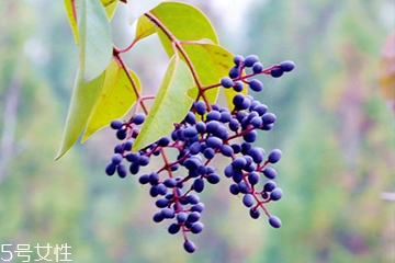 女貞子是酸性還是堿性，女貞子是堿性的嗎？