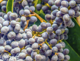 女貞子是酸性還是堿性，女貞子是堿性的嗎？