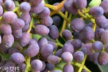 女貞子適合女生喝嗎？女貞子對女生有什么好處？