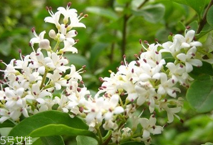 女貞子適合女生喝嗎？女貞子對女生有什么好處？