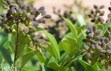 女貞子適合女生喝嗎？女貞子對女生有什么好處？