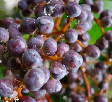 女貞子能不能多吃？女貞子吃多了會(huì)怎樣？