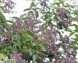 女貞子能不能多吃？女貞子吃多了會(huì)怎樣？