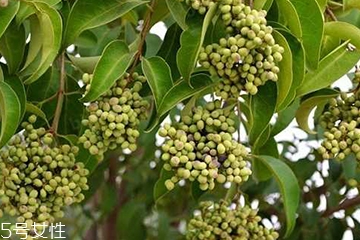 女貞子能不能多吃？女貞子吃多了會怎樣？