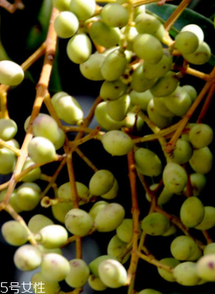 女貞子能和當(dāng)歸一起吃嗎？女貞子和當(dāng)歸一起吃的好處