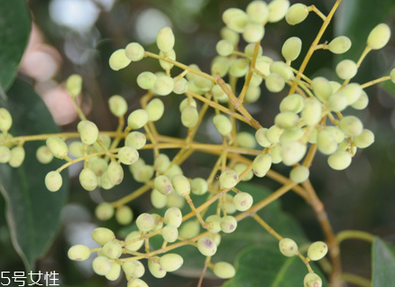 女貞子能和當(dāng)歸一起吃嗎？女貞子和當(dāng)歸一起吃的好處