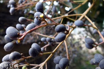 女貞子能和當(dāng)歸一起吃嗎？女貞子和當(dāng)歸一起吃的好處