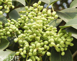 女貞子怎么保存？女貞子怎么保存最好？