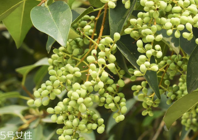 女貞子怎么保存？女貞子怎么保存最好？