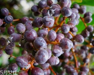 女貞子和枸杞子能一起吃嗎？女貞子和枸杞子一起吃有什么效果？