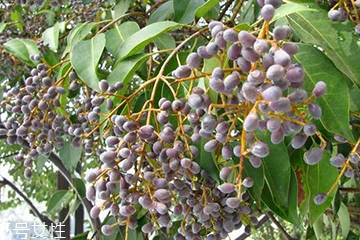 女貞子和枸杞子能一起吃嗎？女貞子和枸杞子一起吃有什么效果？