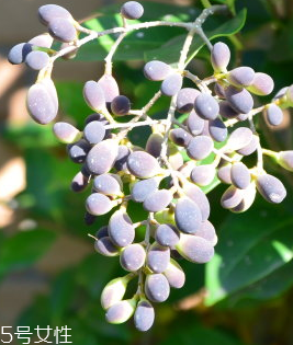 女貞子能做枕頭嗎？女貞子枕頭的功效