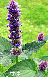 藿香是什么?什么是藿香？