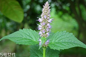 藿香是什么?什么是藿香？