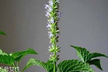 藿香是發(fā)物嗎？皮膚過敏的人能吃藿香嗎？