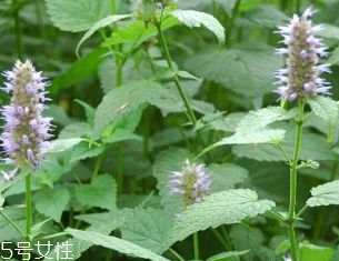 藿香是發(fā)物嗎？皮膚過敏的人能吃藿香嗎？