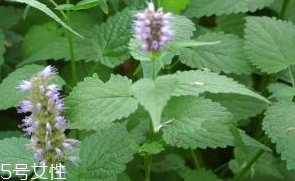 藿香是發(fā)物嗎？皮膚過敏的人能吃藿香嗎？