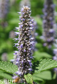 藿香是涼性還是熱性？藿香是熱性嗎？