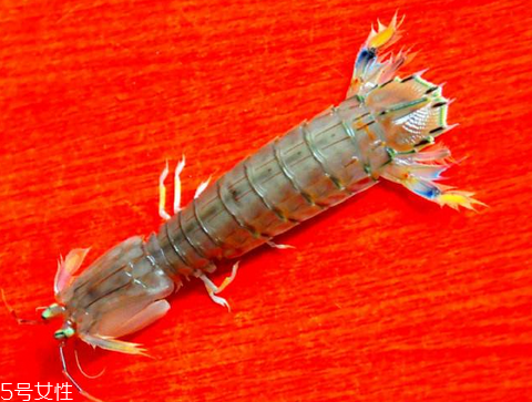 皮皮蝦能用微波爐熱嗎？皮皮蝦微波爐多久能熟？