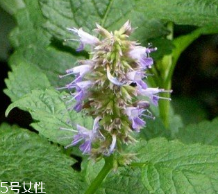 藿香是涼性還是熱性？藿香是熱性嗎？