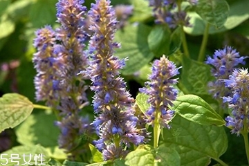 藿香是涼性還是熱性？藿香是熱性嗎？