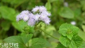 藿香是薄荷嗎？藿香與薄荷的區(qū)別