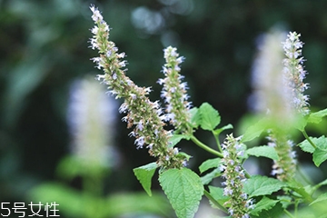 藿香是薄荷嗎？藿香與薄荷的區(qū)別