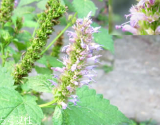 藿香是薄荷嗎？藿香與薄荷的區(qū)別