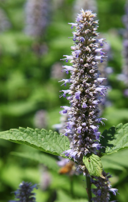 藿香的吃法 藿香能煮粥嗎？