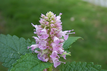 藿香的吃法 藿香能煮粥嗎？